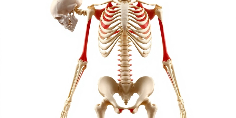 Musculoskeletal System Overview