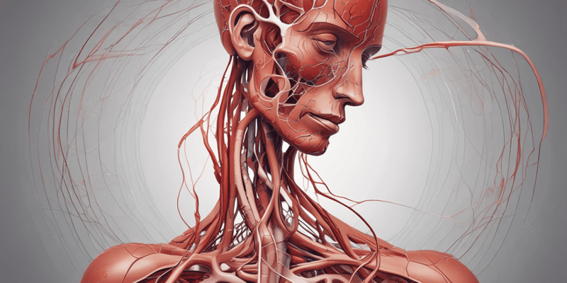 Ninja Nerd - Circulatory System | Arteries and Veins of the Head & Neck | Head Model