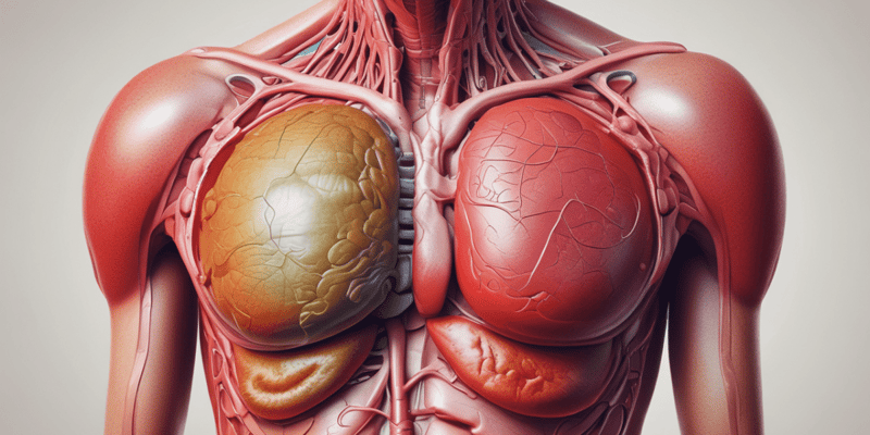 Function of the Liver in Blood Circulation