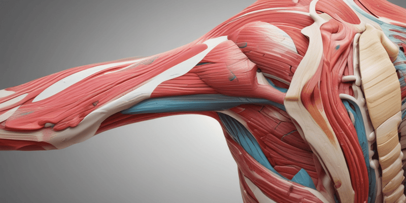 Terminology: Shoulder Musculoskeletal Conditions