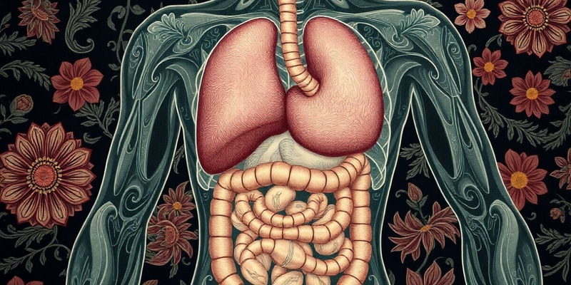 Digestive System Overview