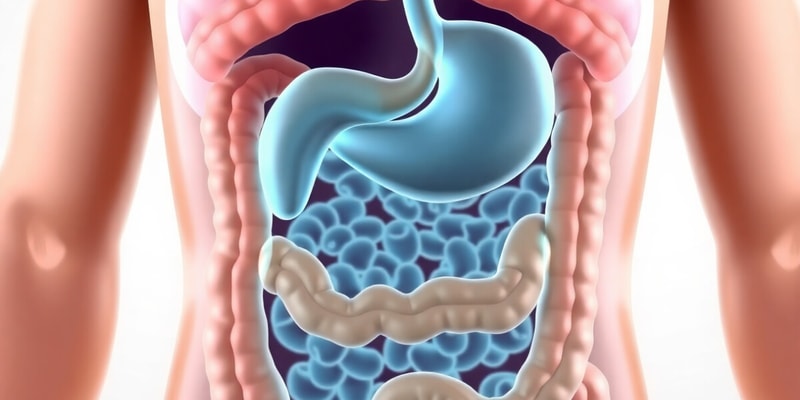 Digestive System Quiz