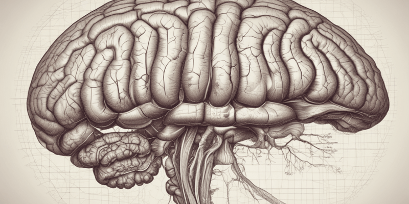 Anatomy and Function of the Cerebellum