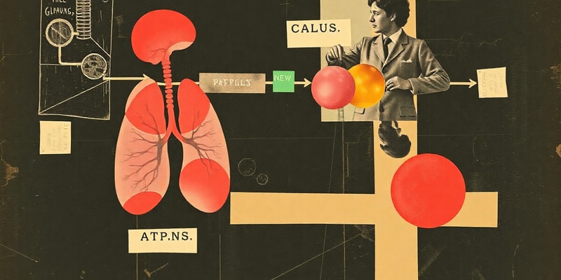 Cellular Respiration Overview