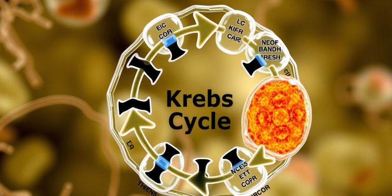 Ciclo de Krebs - Metabolismo Celular