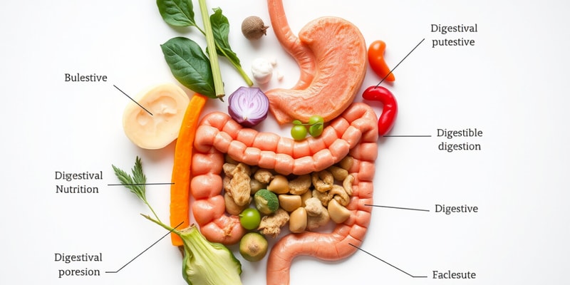 Holism in Nutrition and Body Digestive Processes