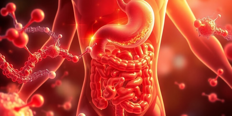 Digestive System Overview and Function