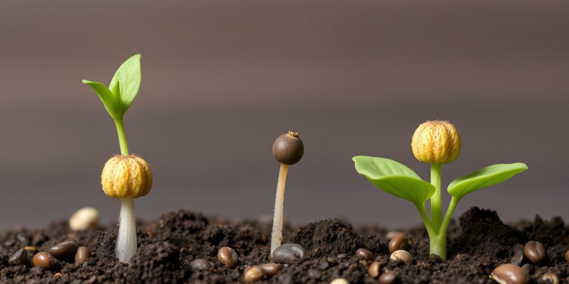 Classification of Seeds and Germination Types