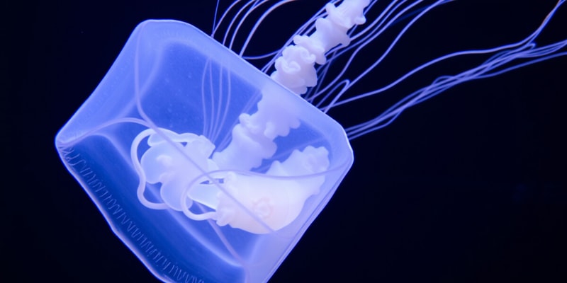 Cubozoa (Box Jellyfish) Flashcards