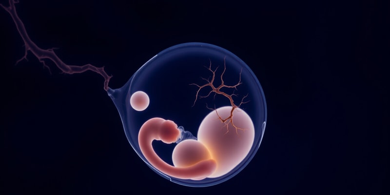 Phases de gastrulation et neurulation