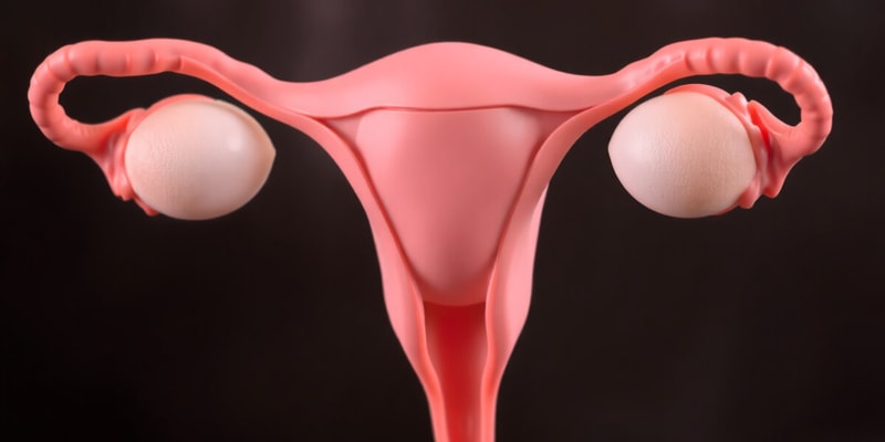 Human Reproductive System: Ovaries and Hormones