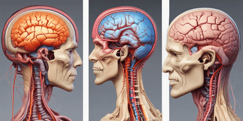 Neuroanatomy Part 2: Thalamus, Brainstem, and Cranial Nerves