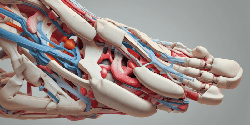 Anatomie du Talo-Crural et des Ligaments Associés