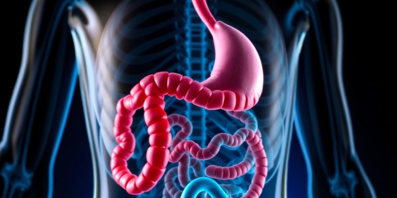 Digestive System Overview