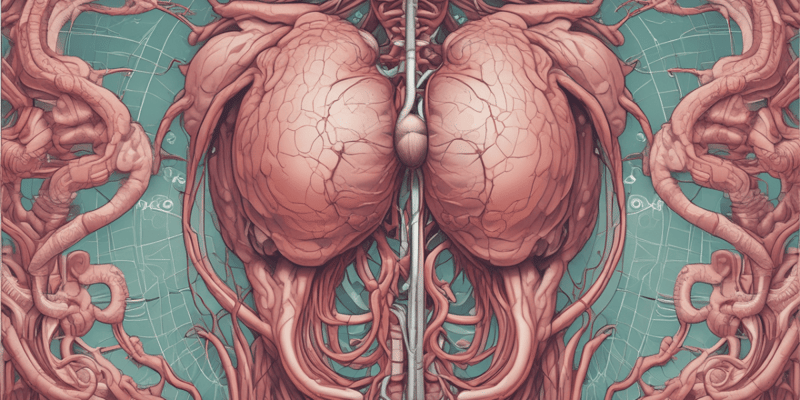 Anatomy: Ureters and Suprarenal Glands Quiz