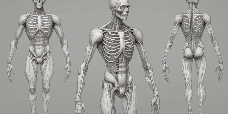 Anatomia Umana: Equilibrio e Postura