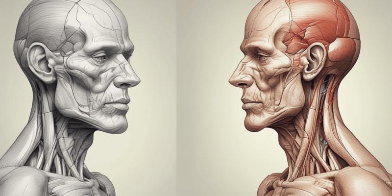 Anatomy of Temporalis Muscle