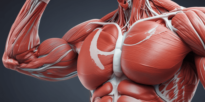 Chapter 10 - Muscular System: Types of Muscular Tissue and Properties