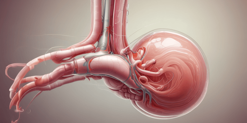 Urinary System: Ureters