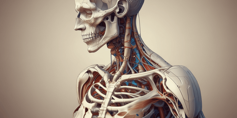 Anatomy of the Musculoskeletal System