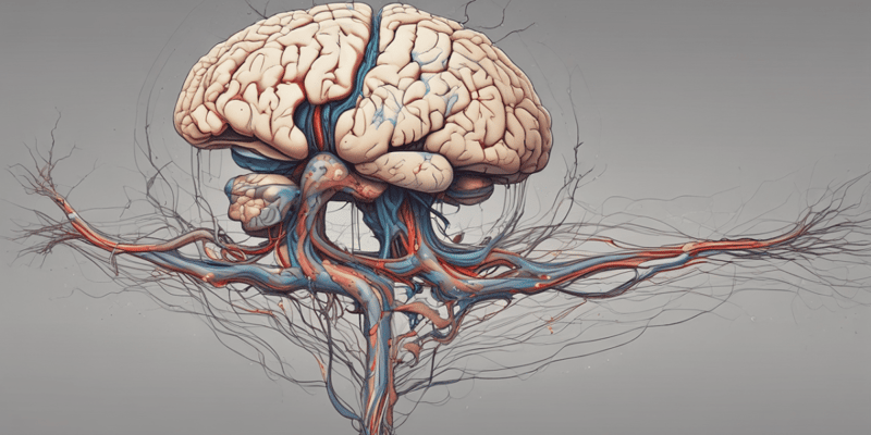 Neuroanatomy Quiz