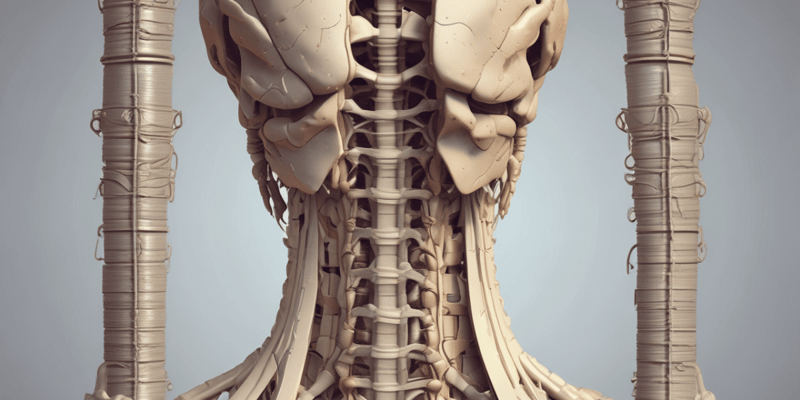Anatomy: Back