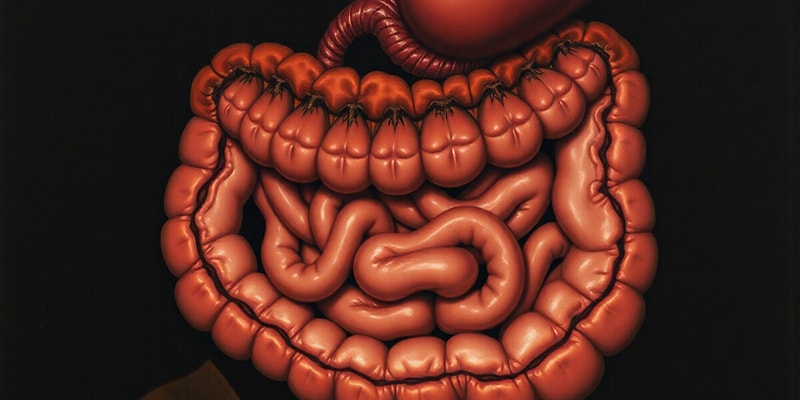 Human Digestive System Overview