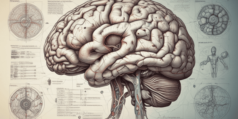 Brain Anatomy Quiz