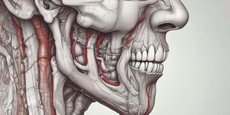 Anatomy of the Nasal Cavity