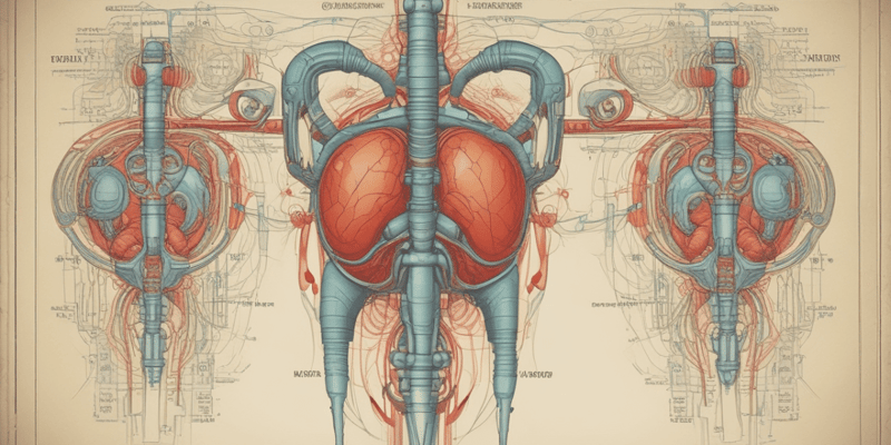 Human Anatomy: The Urinary System
