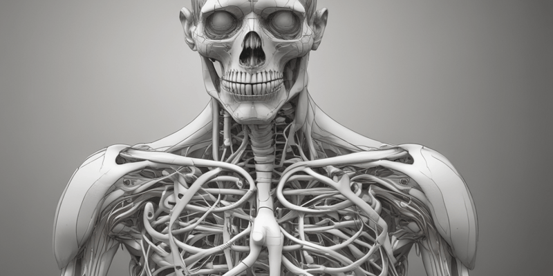 Respiratory Anatomy