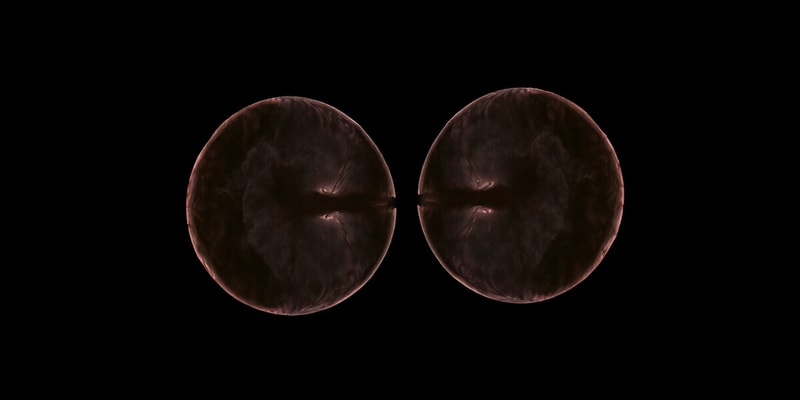 Mitosis y Meiosis