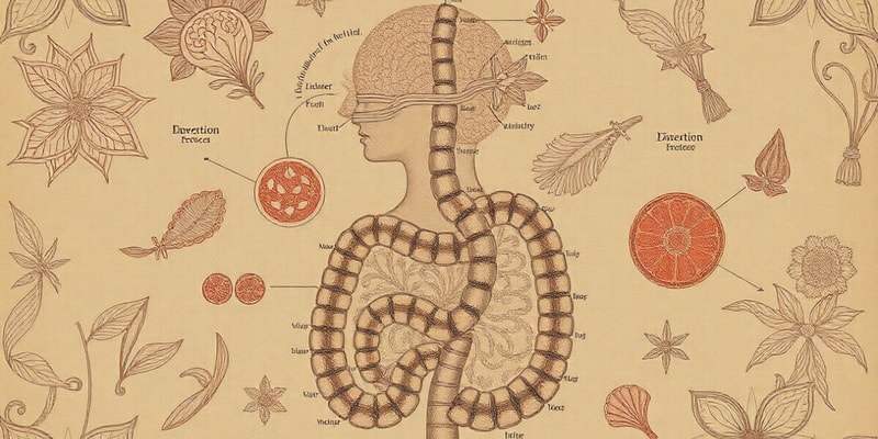 Digestion Process Overview