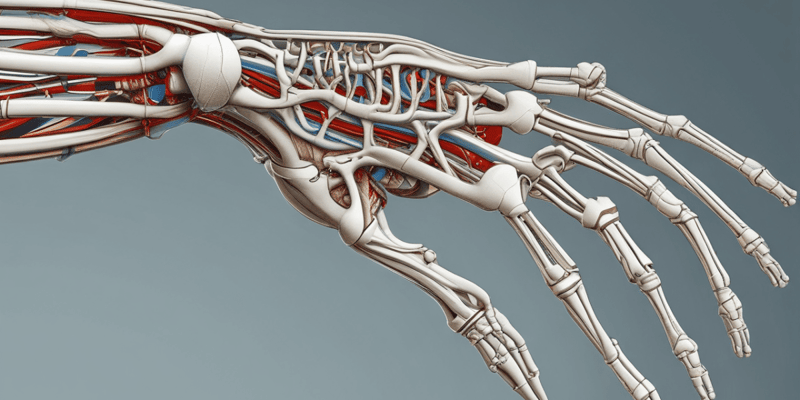 Anatomy of the Upper Limb Joints