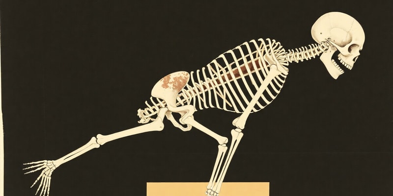 Ossification: Processes and Types