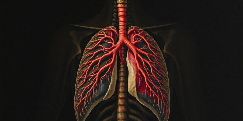 Circulatory and Respiratory Systems