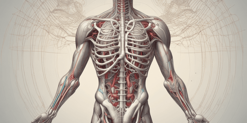 Ninja Nerd - Circulatory System | Veins of the Thorax & Abdomen | Torso Anatomy Model