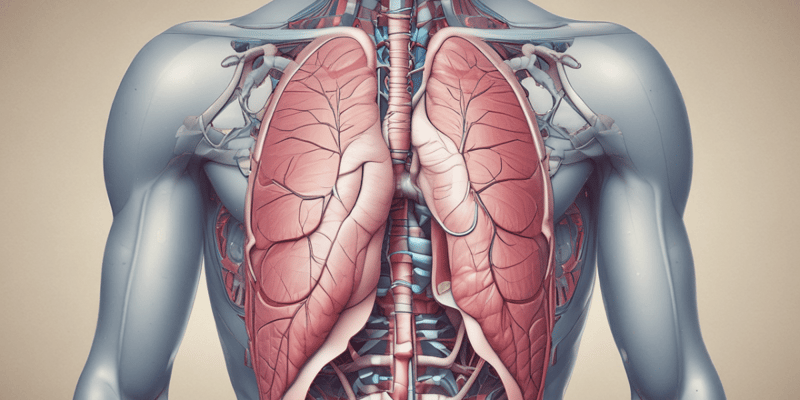 Anatomy of the Diaphragm