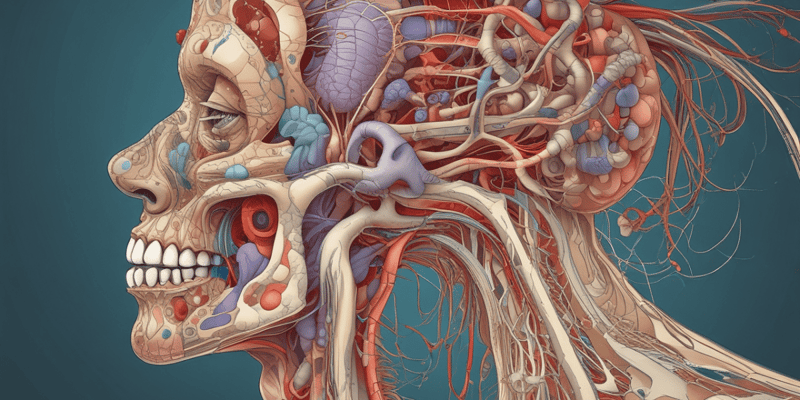 Respiratory Anatomy A.8