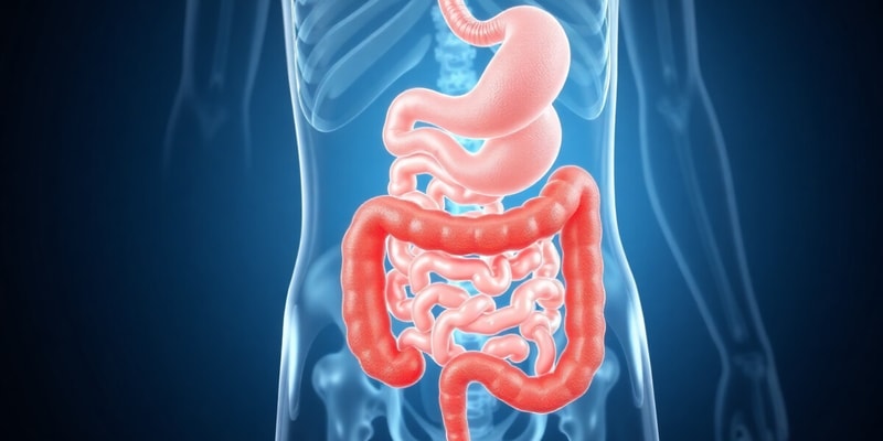 Digestive System Overview