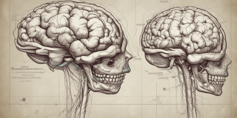 Anatomy of the Head and Neck: Brain Structure
