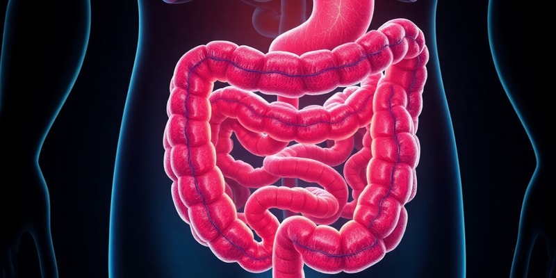 Gastrointestinal Elimination and Structure Quiz