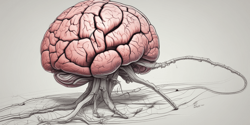 El Cerebelo y los Ganglios Basales