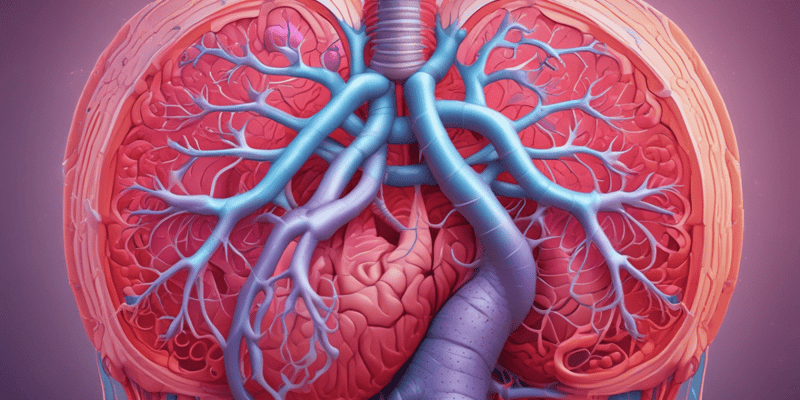 Respiratory System Structures and Functions