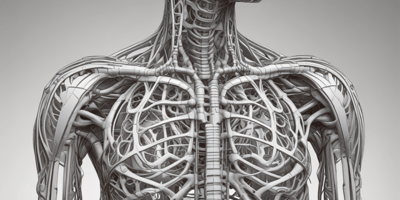 Thoracic Cage Anatomy