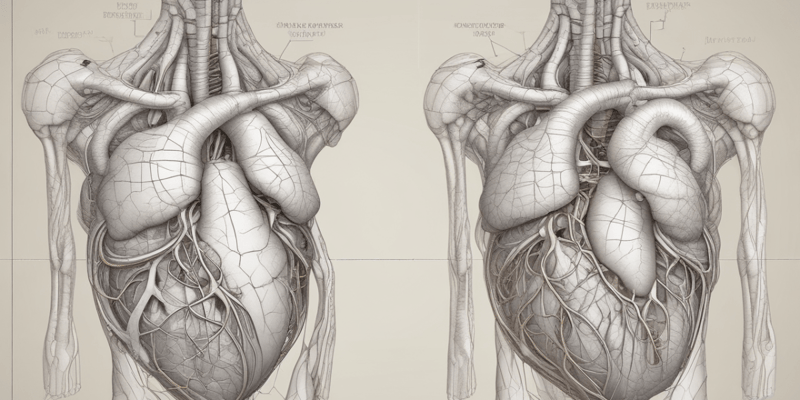 Anatomía cardiorrespiratoria