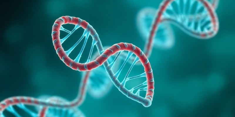 DNA Structure and Replication