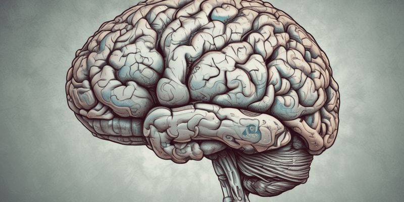 El cerebro y sus hemisferios
