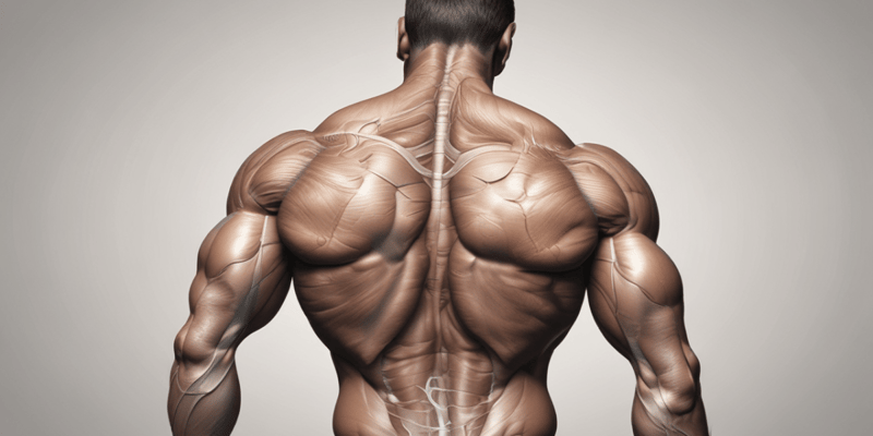 Posterior Shoulder Muscles: Anatomy and Function