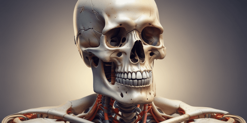 Human Bones and Skeleton Organization Quiz